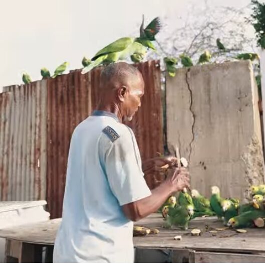 Liber manera un Lora🦜